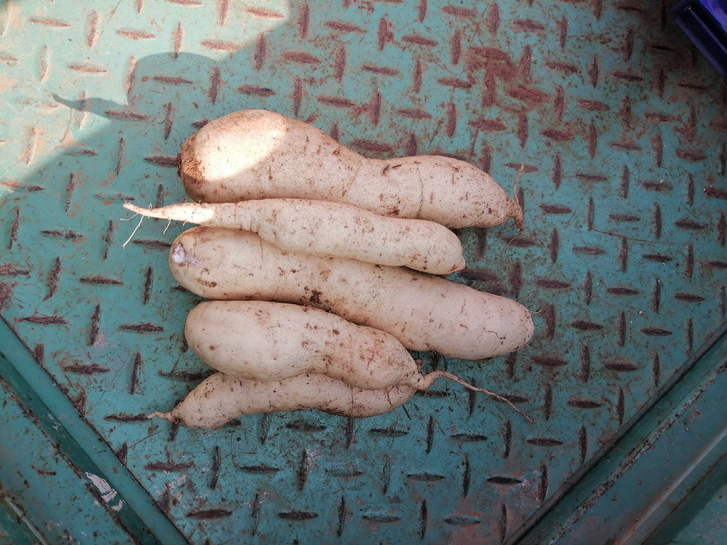 红薯去芽处理示意图