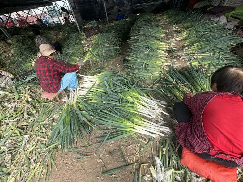 新铁杆大葱采收与分拣现场