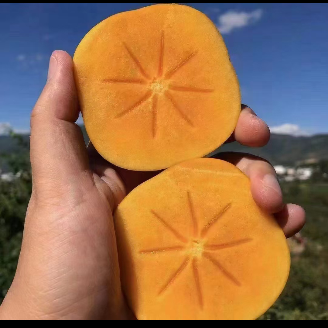 阳丰脆柿切开后的横截面特写