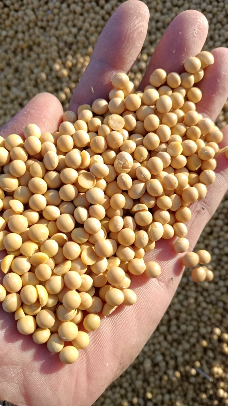 黄豆、肥料豆、碎豆瓣、养殖豆榨油压饼果树施肥大棚种植