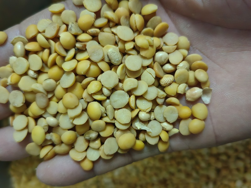 黄豆、肥料豆、碎豆瓣、养殖豆榨油压饼果树施肥大棚种植