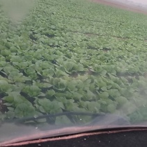 娃娃菜大量上市