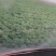 娃娃菜大量上市
