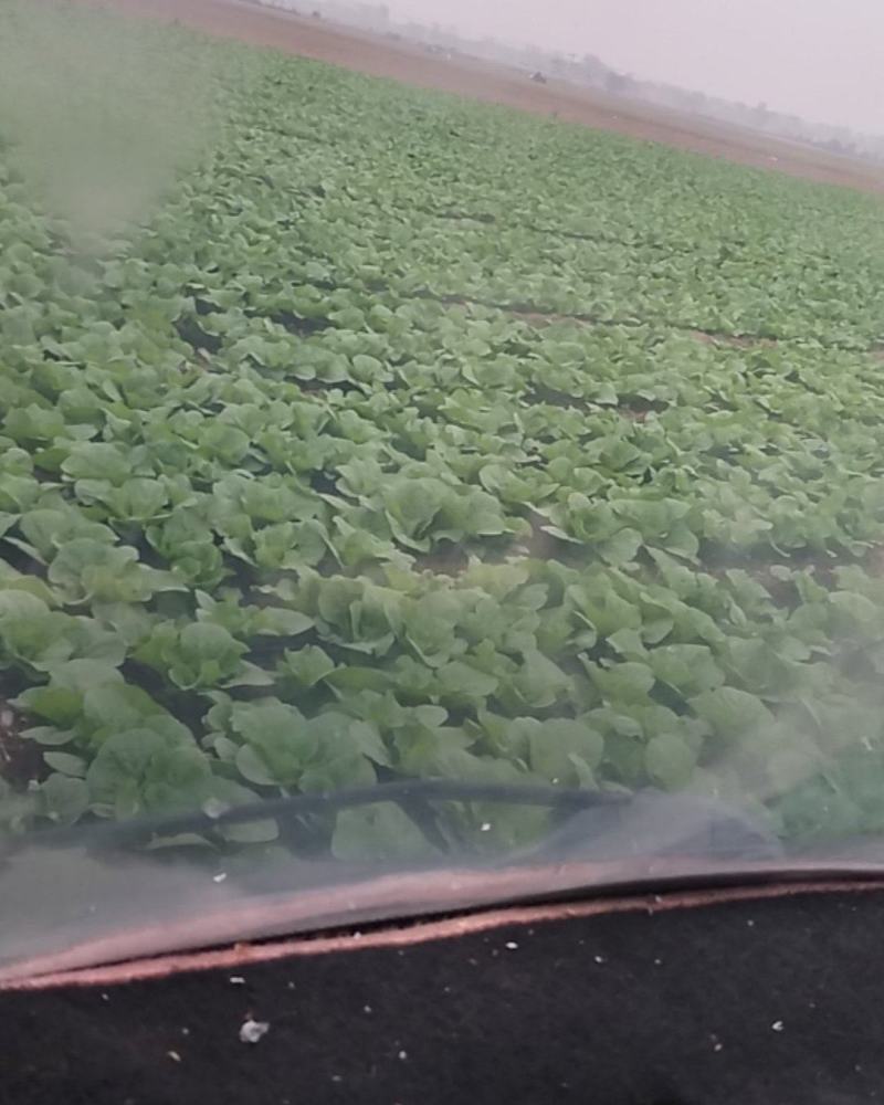 娃娃菜大量上市