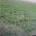 娃娃菜大量上市