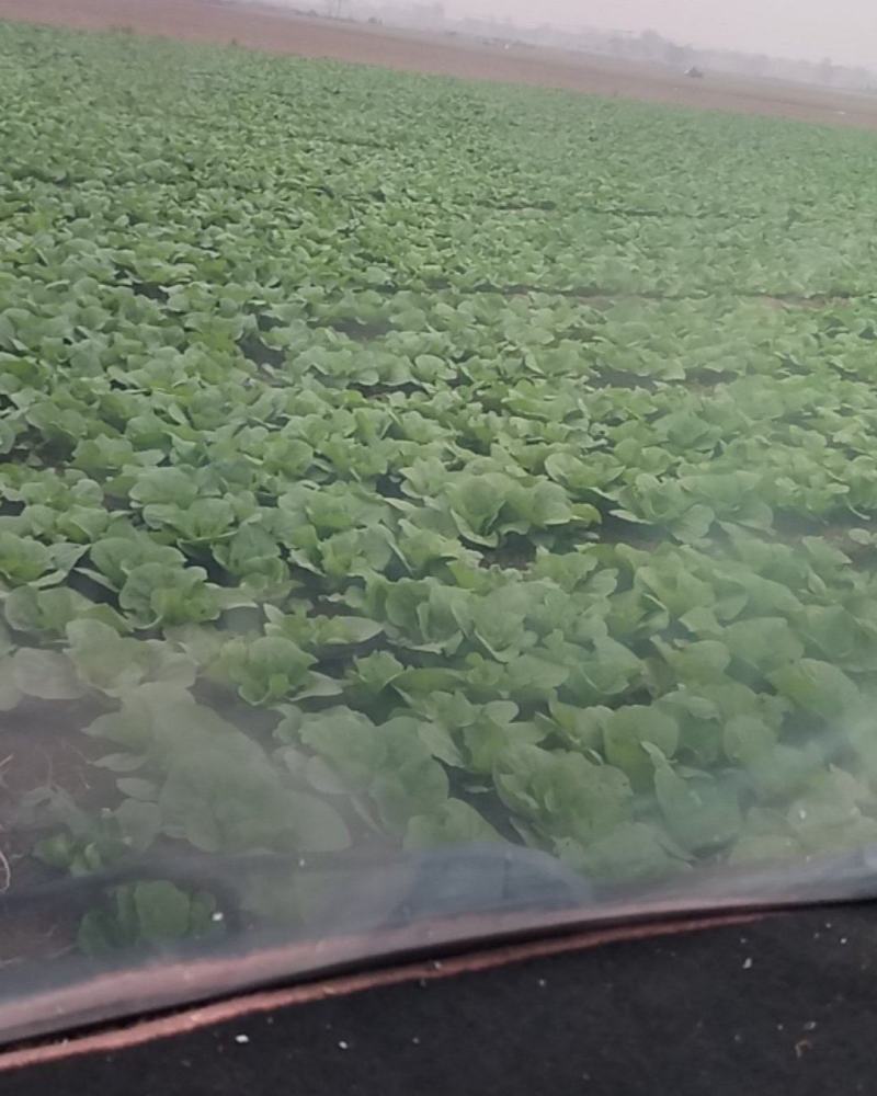 娃娃菜大量上市