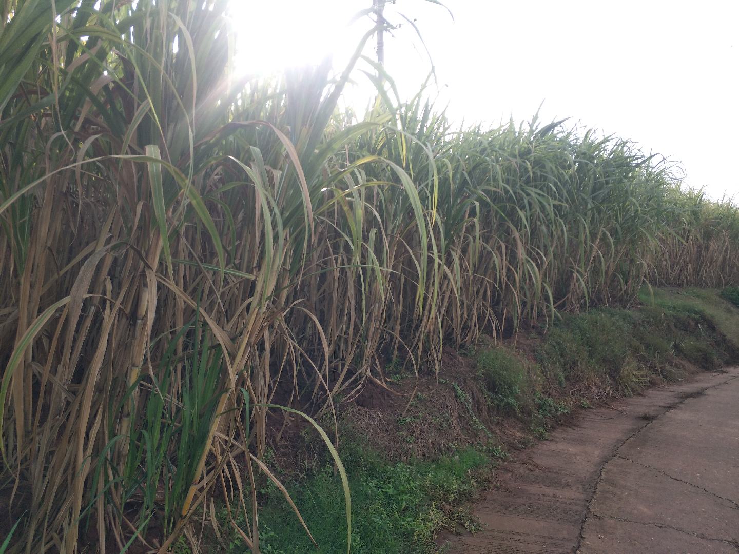 甘蔗叶片发黄现象