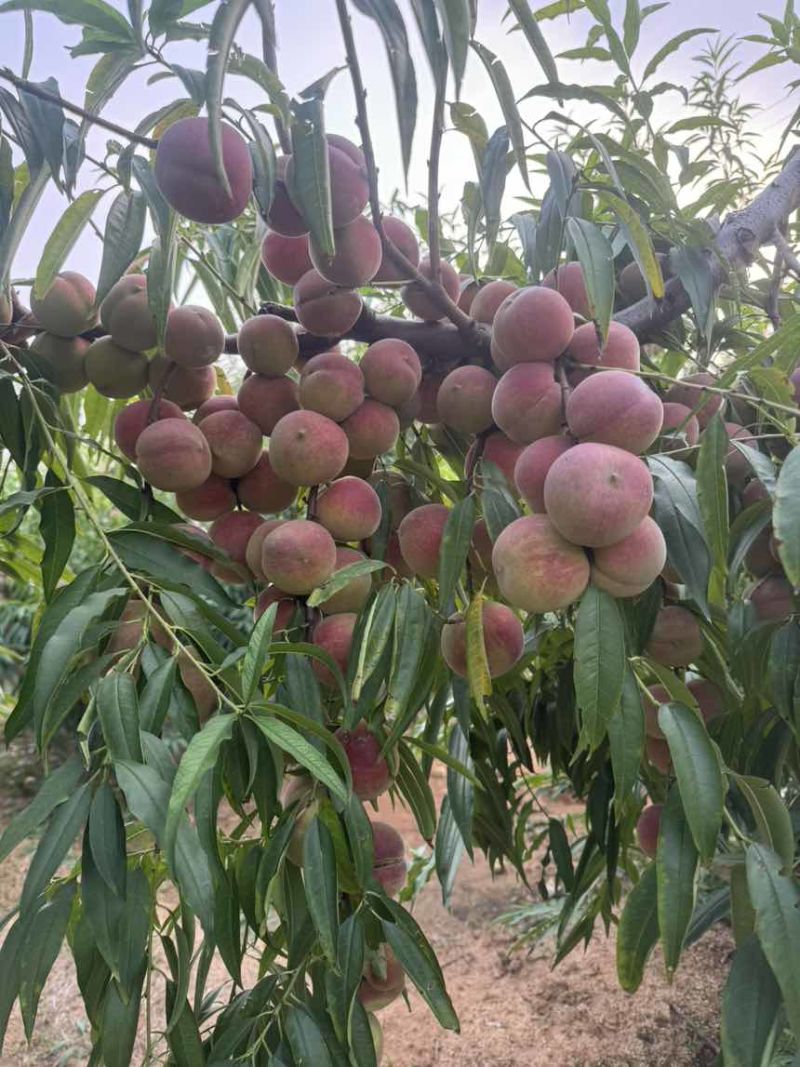 山东小冬桃，红桃，映霜红