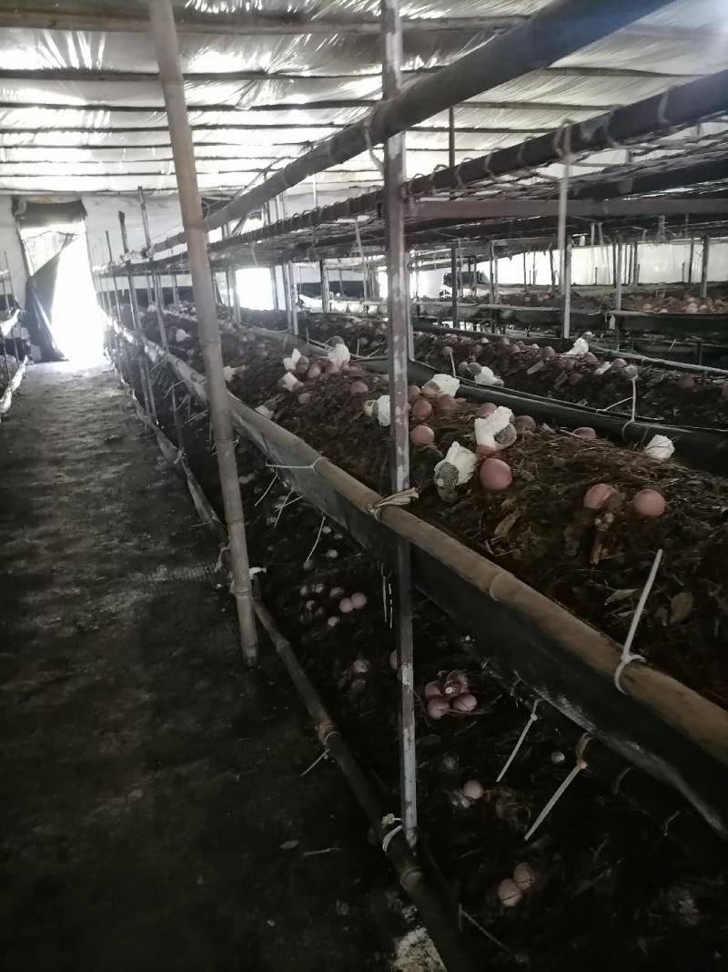贵州省遵义市红花岗区红托竹荪鲜货