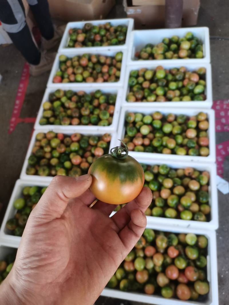 西红柿番茄