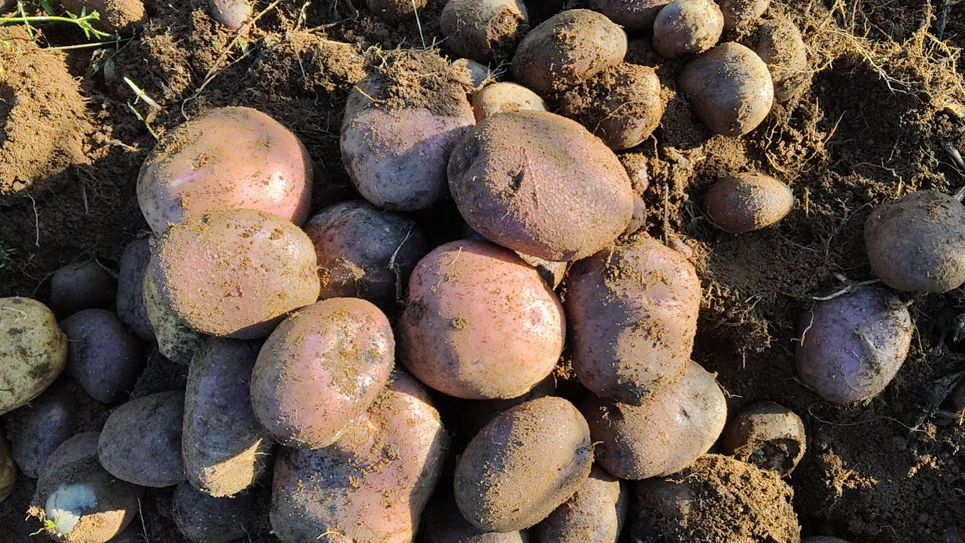 带土的土豆保存技巧