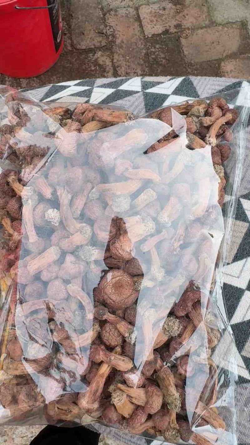 东北野生菌，大自然生长