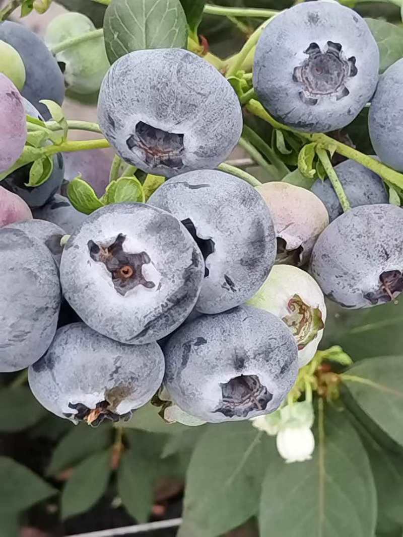高品质蓝莓