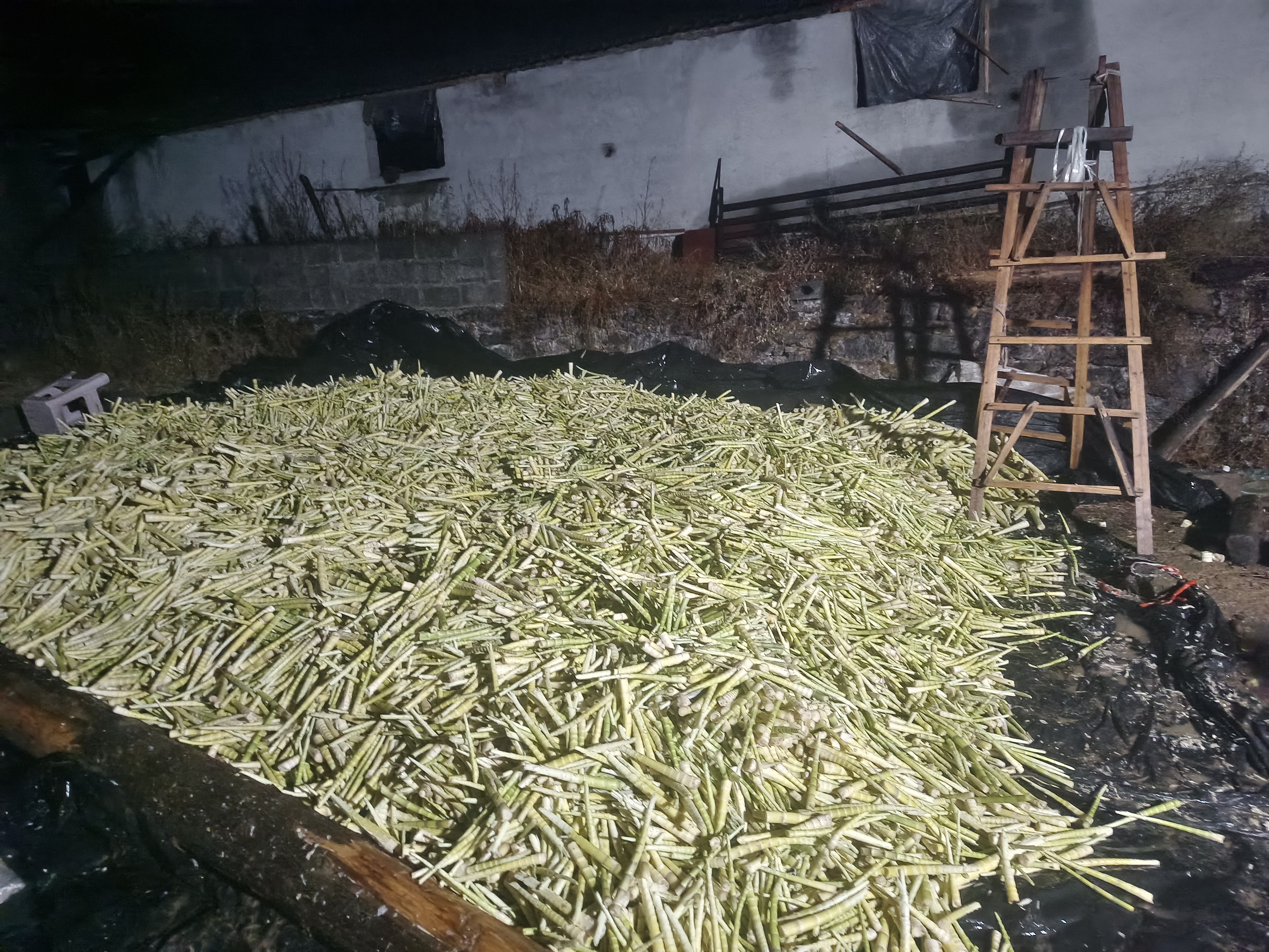 遭人为破坏的城市绿化带竹林实景,显示过度采摘带来的环境影响,地面凌乱,有明显人为踩踏痕迹 一片被踩踏的绿化带竹林,地面上留有脚印和被折断的竹笋残骸,提示牌上写着“请勿采摘”