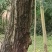 核桃树