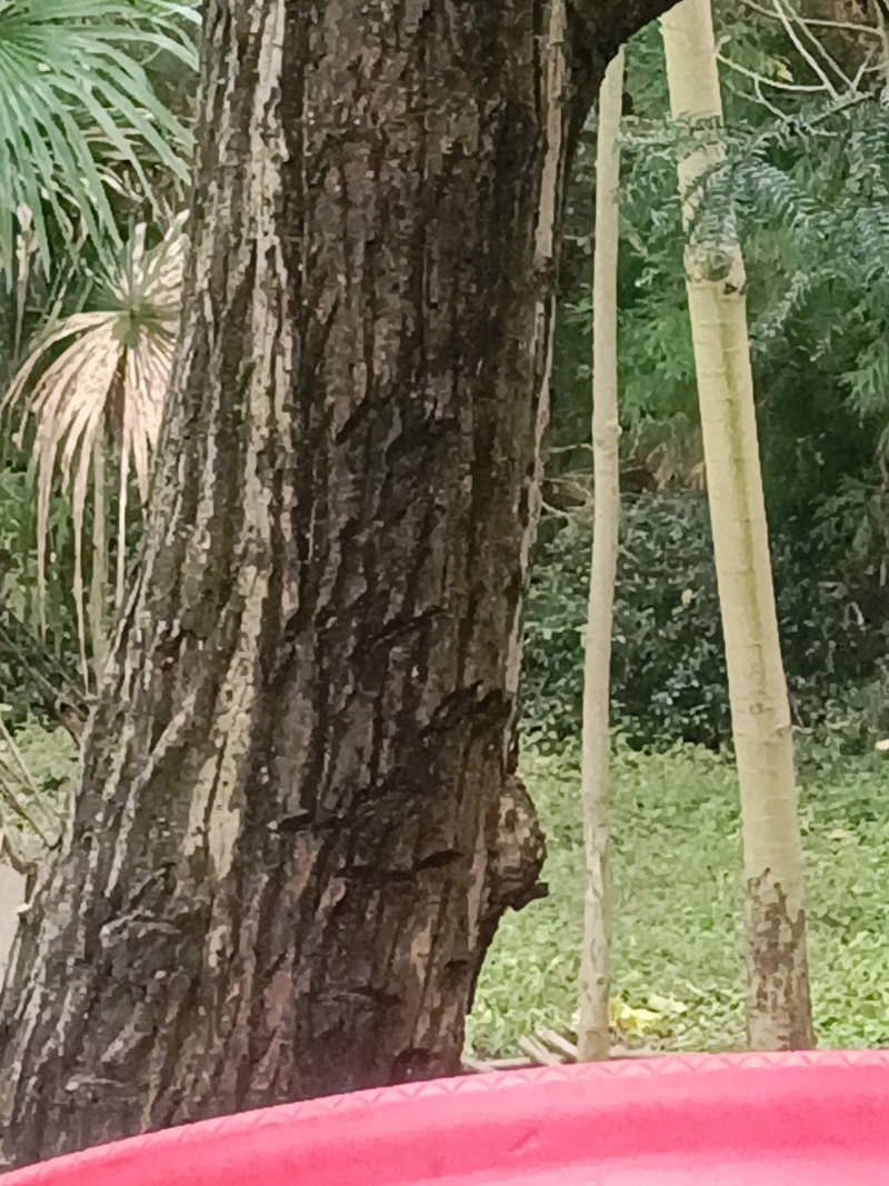 核桃树