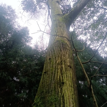 核桃树