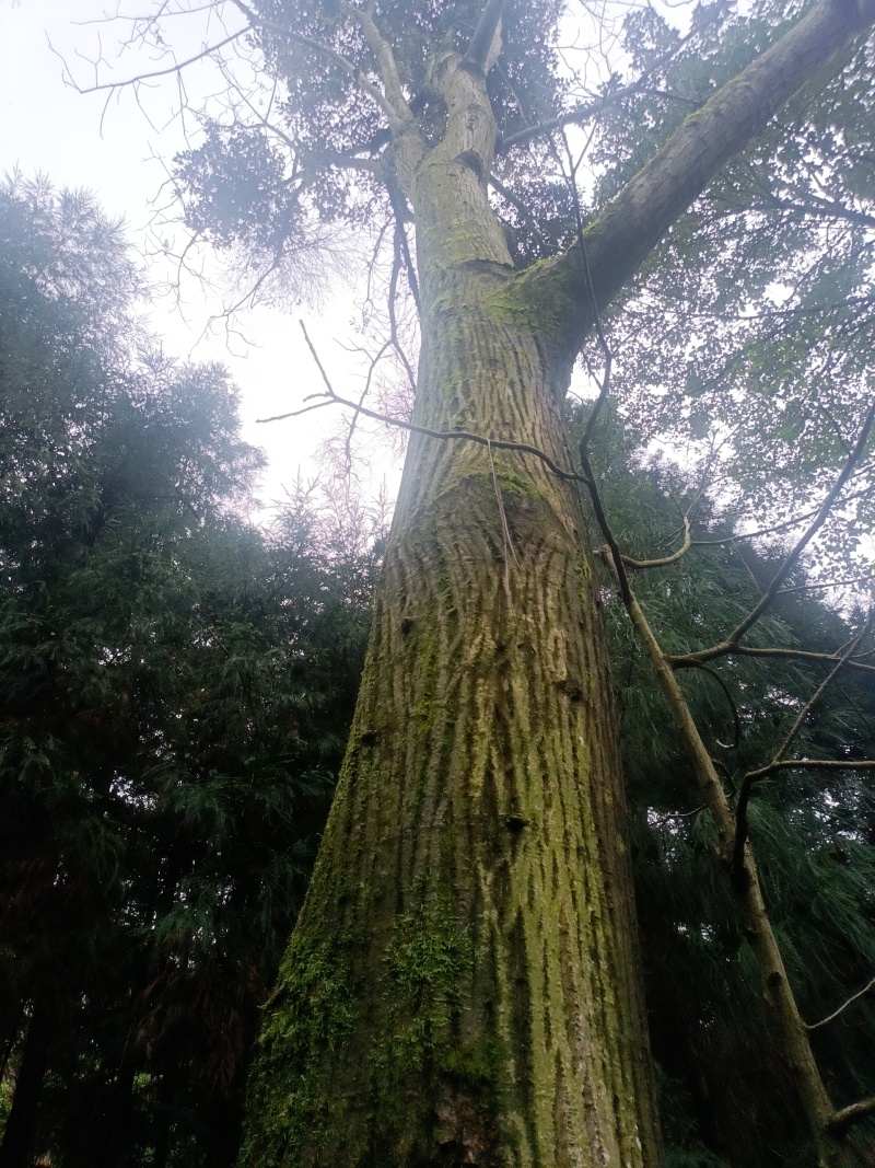 核桃树