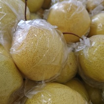 河北遵化特产雪花梨
