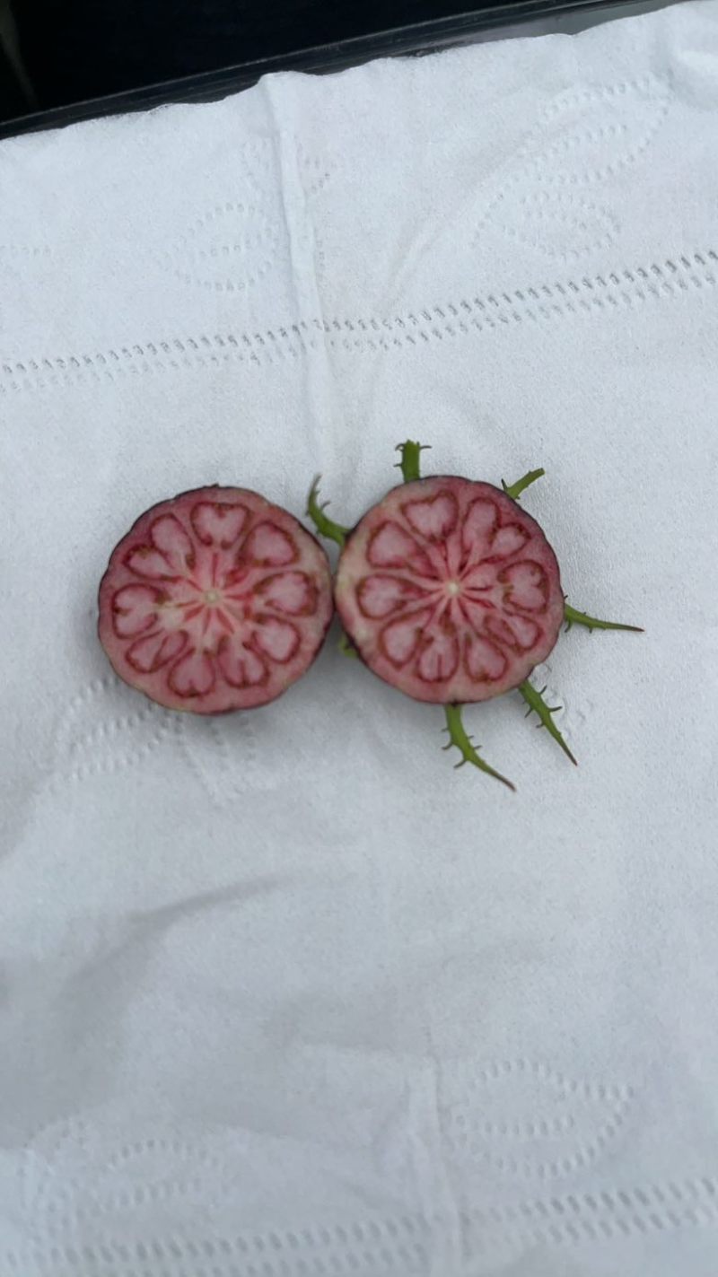 红果参