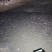埃及塘虱鱼