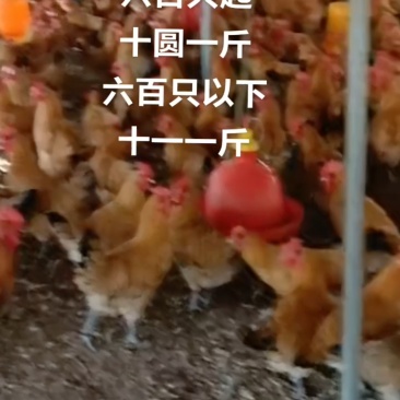 林下草鸡装货中