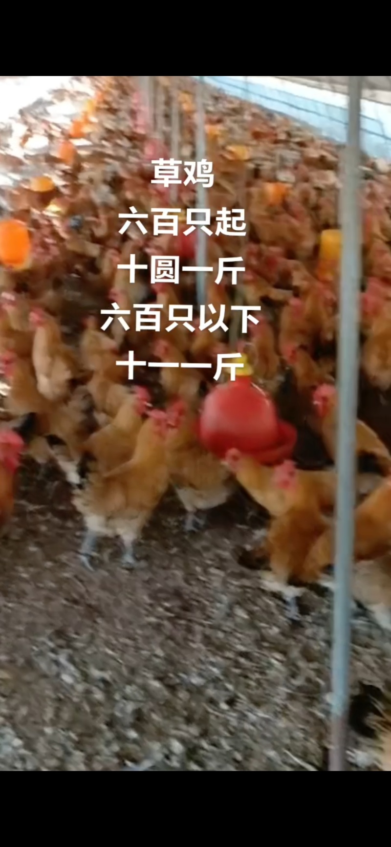林下草鸡装货中