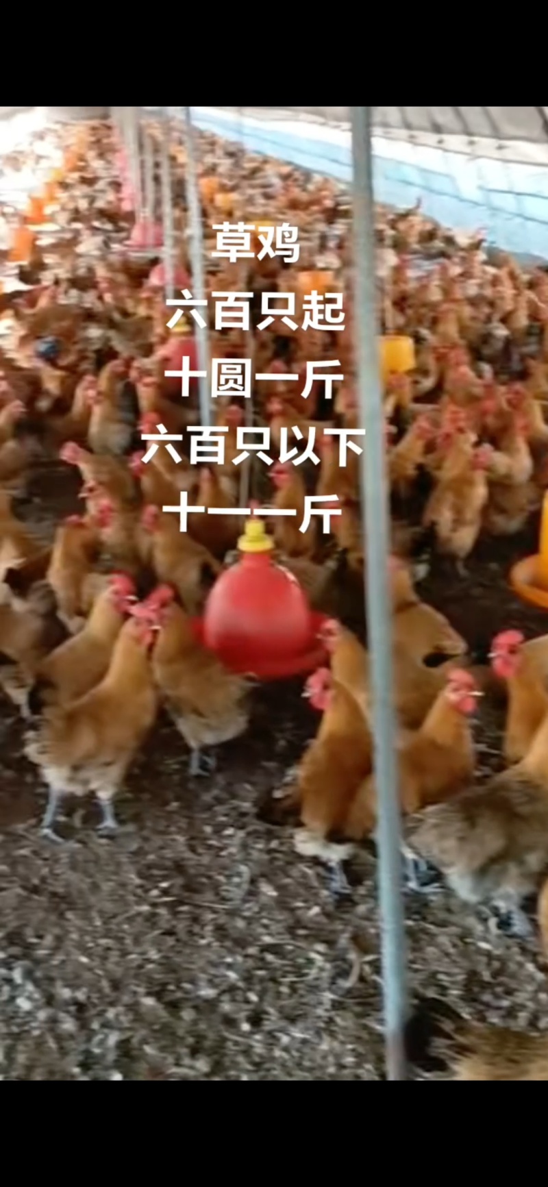 林下草鸡装货中