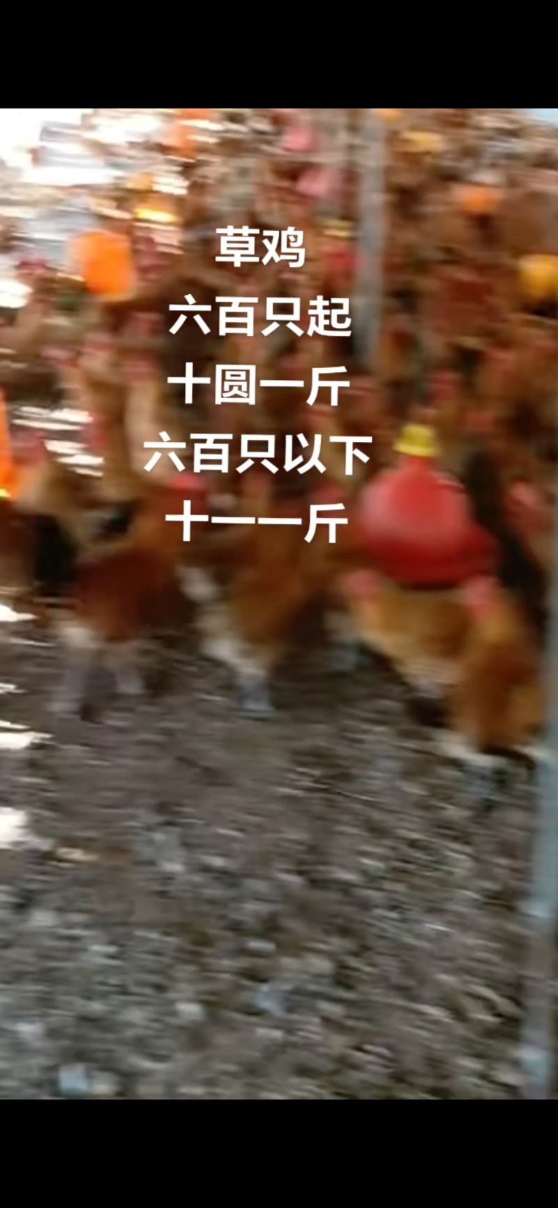 林下草鸡装货中