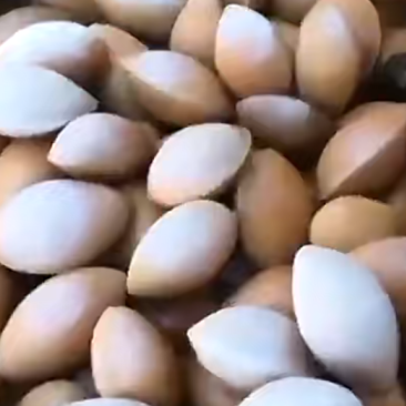 银杏果