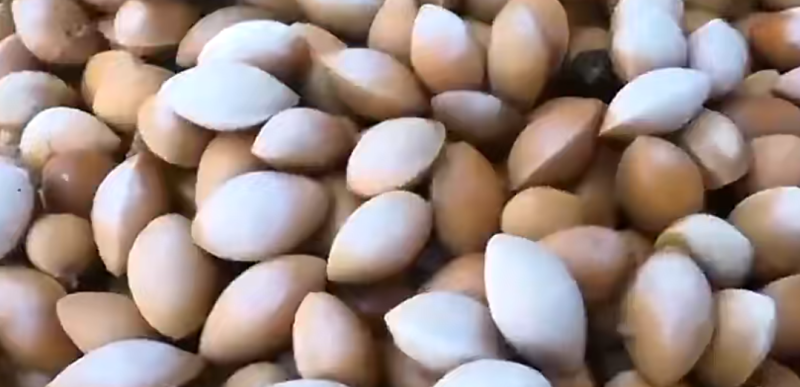 银杏果