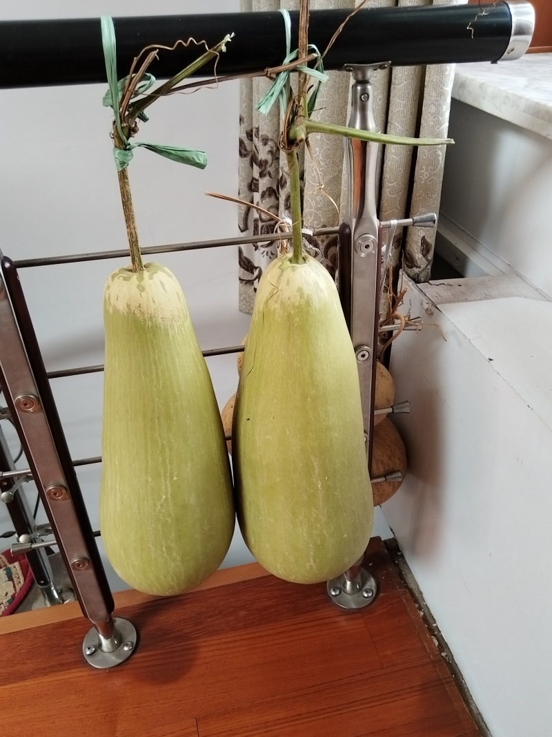 奇型葫芦