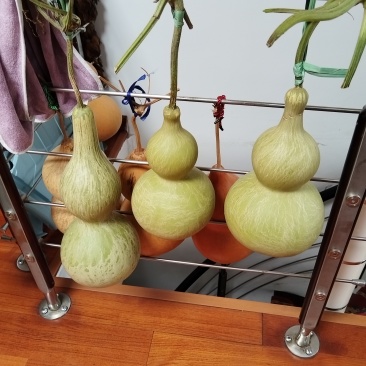 奇型葫芦