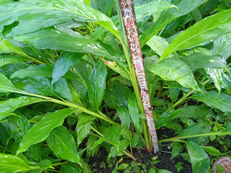 草果苗