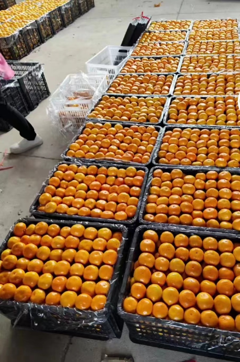【优选果子】城固优质蜜橘商家发货快质量有保证快来选购