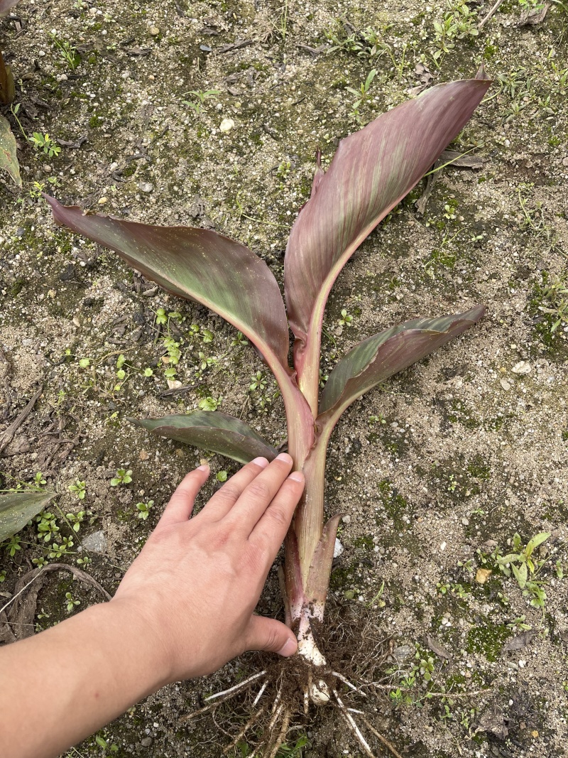 紫叶美人蕉高度30-50cm