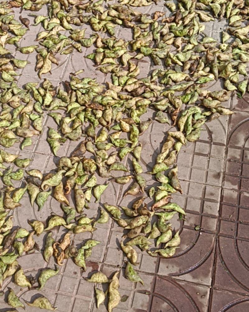菱角