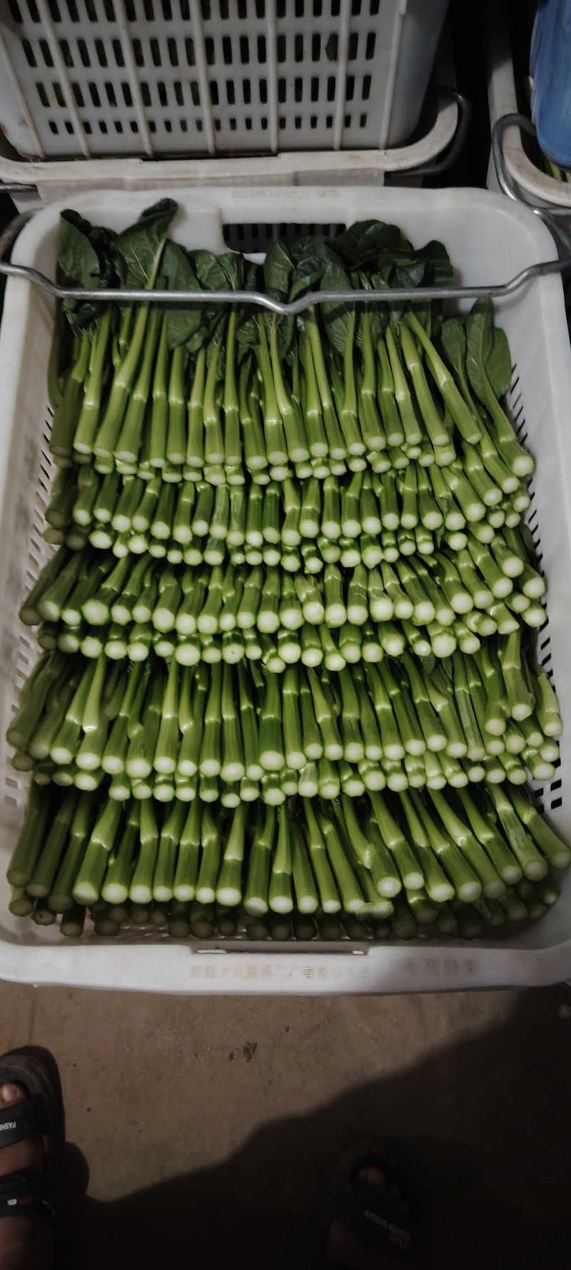 圆叶菜心