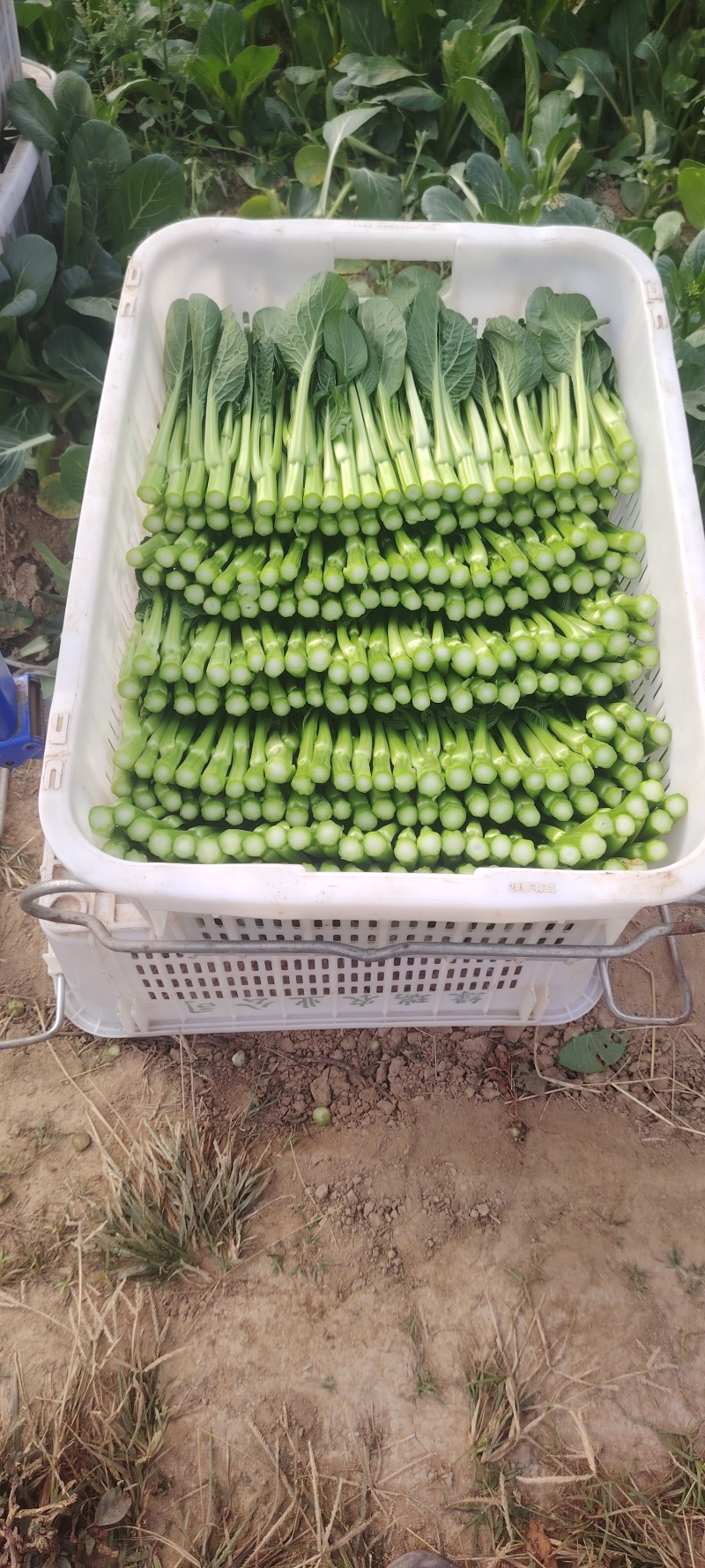 圆叶菜心