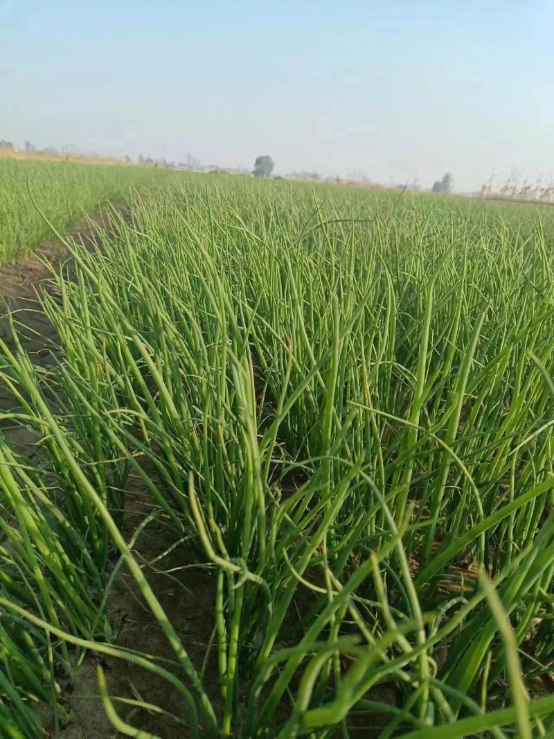 丰县洋葱苗大量有货，主供各大基地电商欢迎咨询