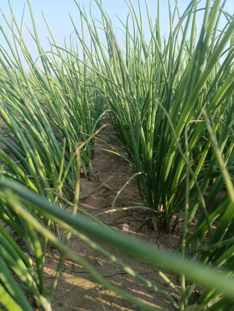 丰县洋葱苗大量有货，主供各大基地电商欢迎咨询