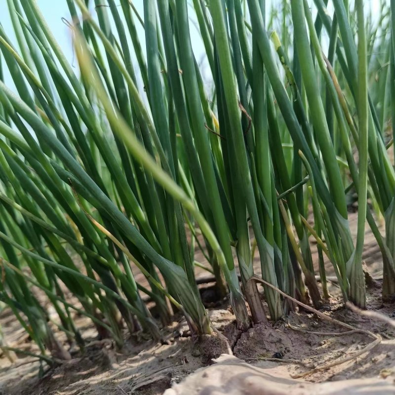 丰县洋葱苗大量有货，主供各大基地电商欢迎咨询