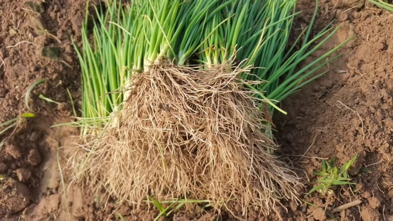 丰县洋葱苗大量有货，主供各大基地电商欢迎咨询