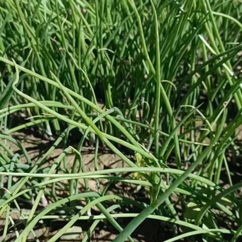 徐州丰县百亩基地洋葱苗大量上市，主供各大基地，电商，品质保证