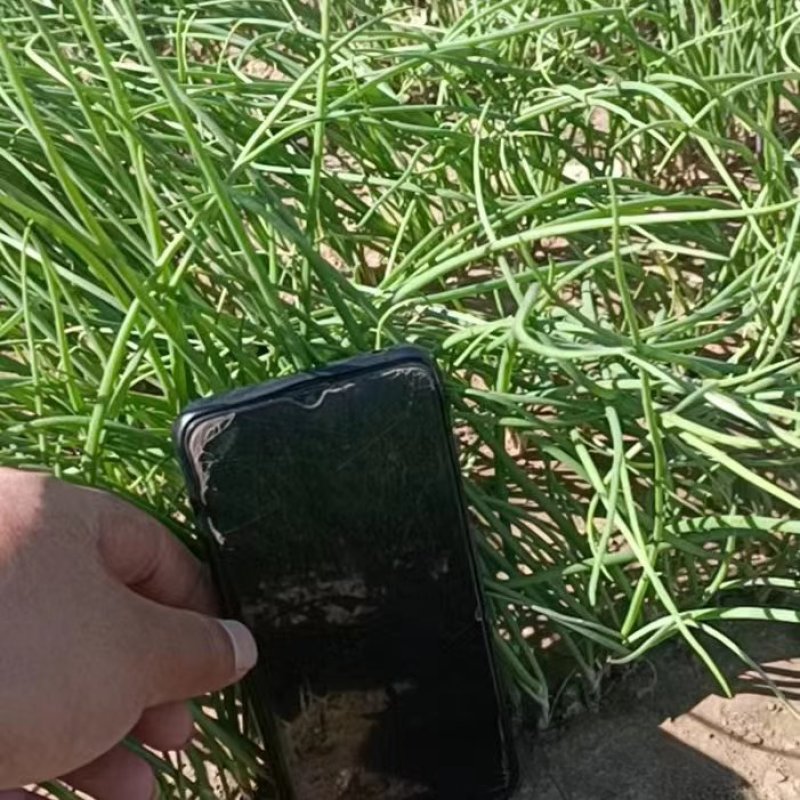 徐州丰县百亩基地洋葱苗大量上市，主供各大基地，电商，品质保证