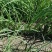 徐州丰县百亩基地洋葱苗大量上市，主供各大基地，电商，品质保证