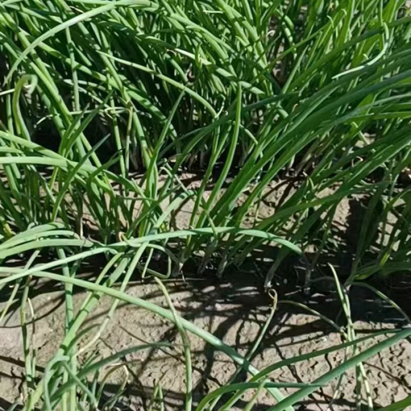 徐州丰县百亩基地洋葱苗大量上市，主供各大基地，电商，品质保证