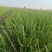 徐州丰县百亩基地洋葱苗大量上市，主供各大基地，电商，品质保证