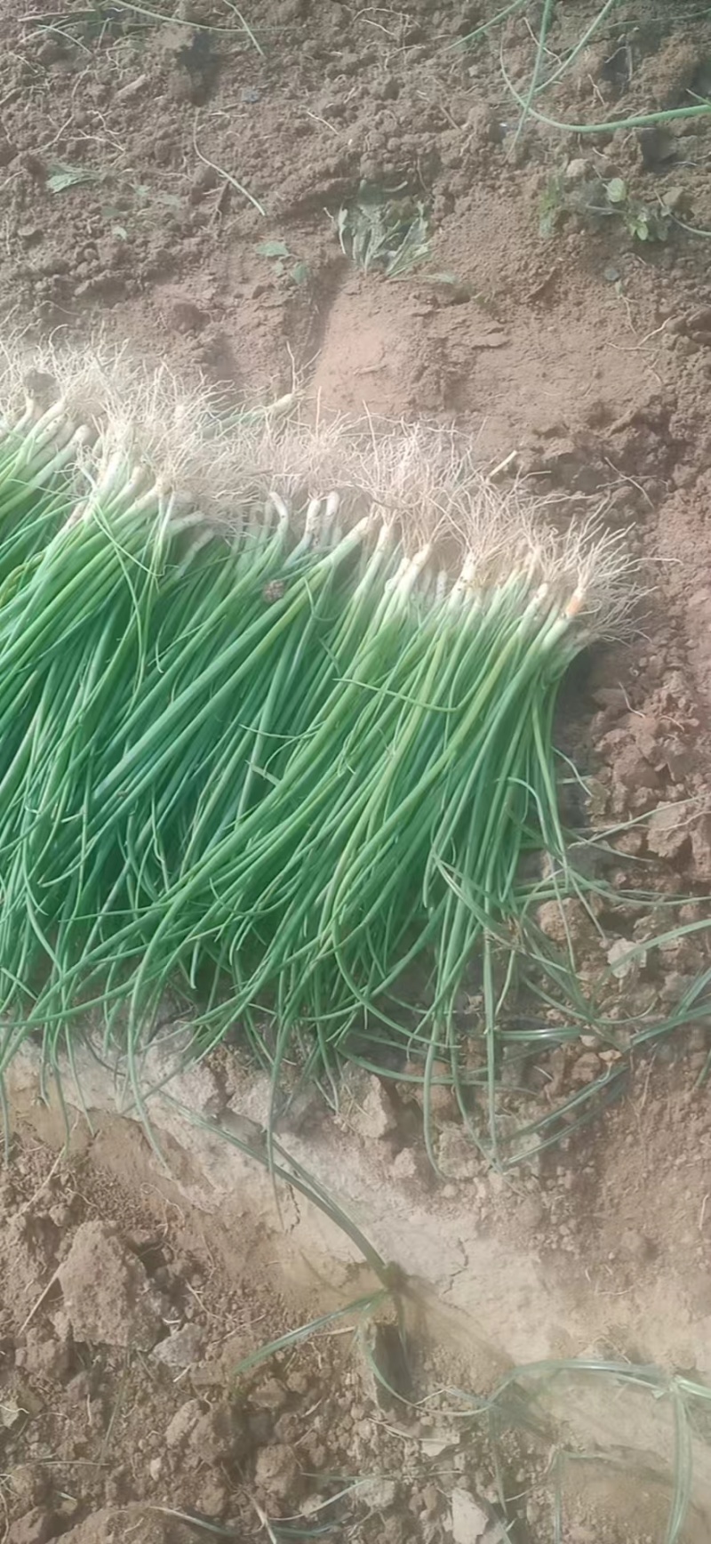 徐州丰县百亩基地洋葱苗大量上市，主供各大基地，电商，品质保证