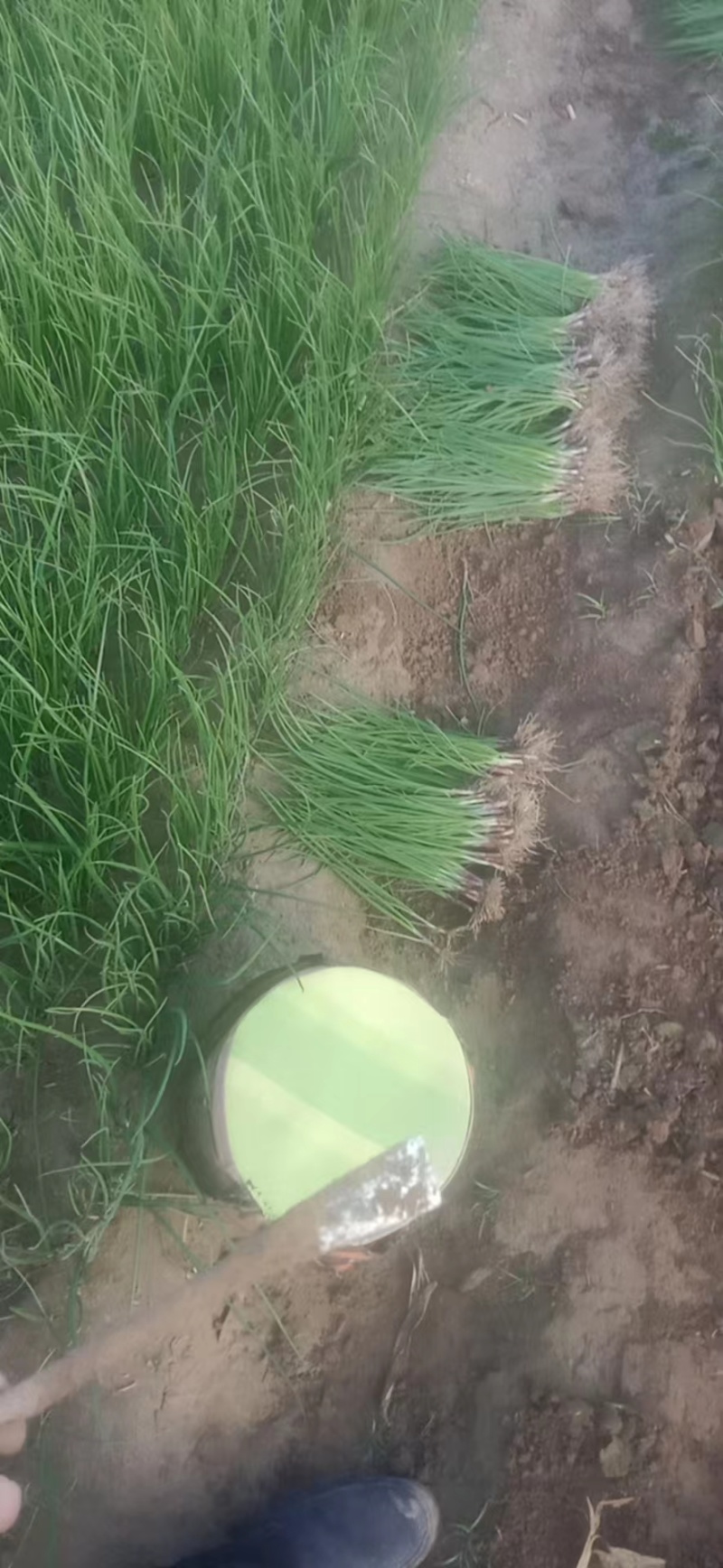 徐州丰县百亩基地洋葱苗大量上市，主供各大基地，电商，品质保证